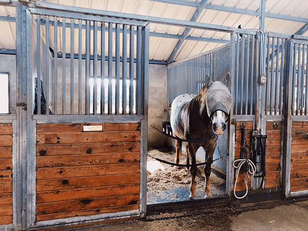 Windmill Stables - Premier Horse Boarding, Lessons, and Camps in DFW